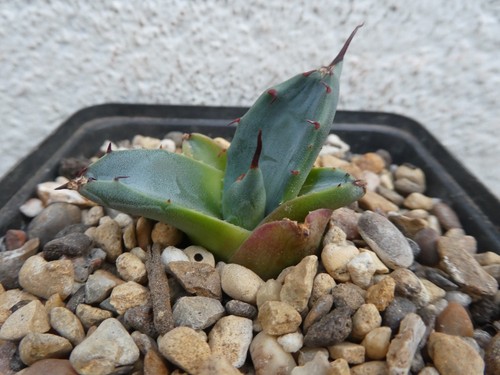 Agave durangensis shown in - agave, durangensis,