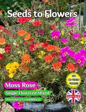 MOSS ROSE - PORTULACA