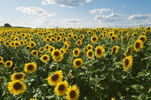 Sunflower seeds dwarf giant - sunflower,