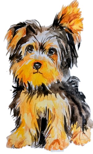 Yorkshire terrier dog - yorkshire,