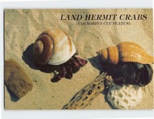 Postcard land hermit - postcard,