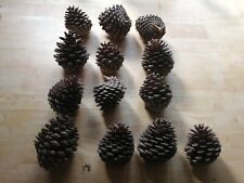 Large 11x9cm Natural Pine Cones x 13 Florists Crafts Cone Bushcraft Christmas
