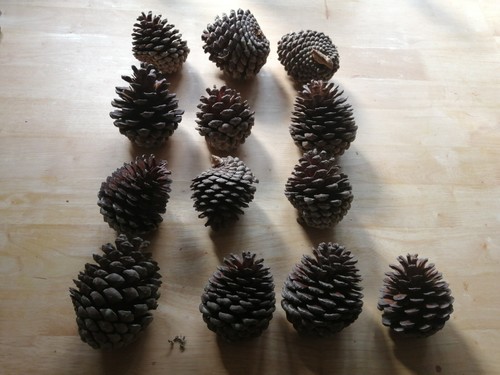 Large 11x9cm natural - large,