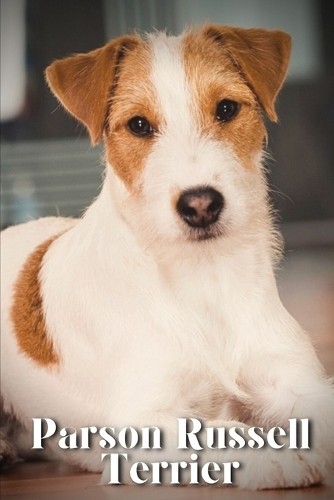 Parson russell terrier dog - russell, terrier: