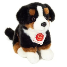 Bernese Mountain Dog Sitting