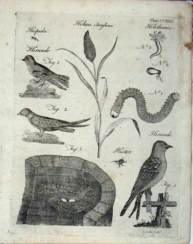 Old antique print - old,