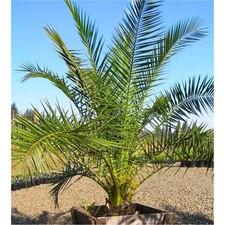 Giant Phoenix Canariensis