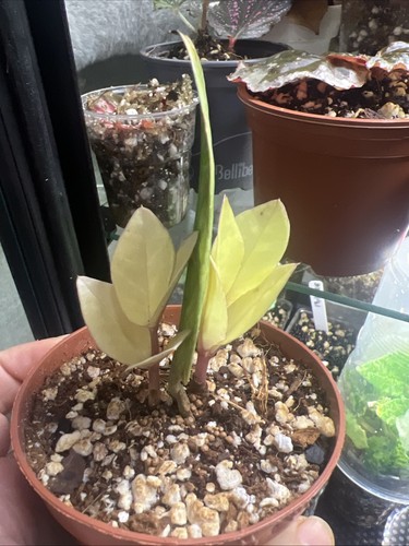 Variegated plant rooted - variegated,