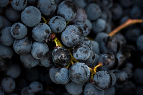 Wine grape seeds vitis - x,