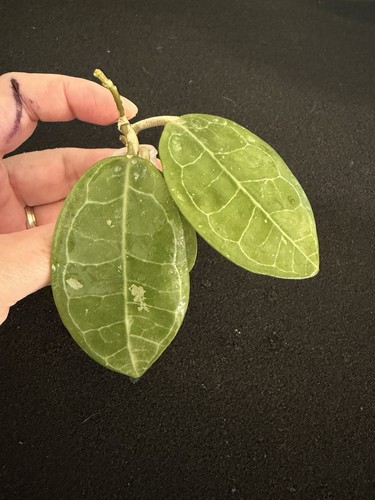 Hoya eliptica leaf - eliptica, 3