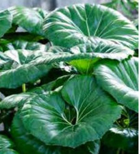 Farfugium japonica Giganteum