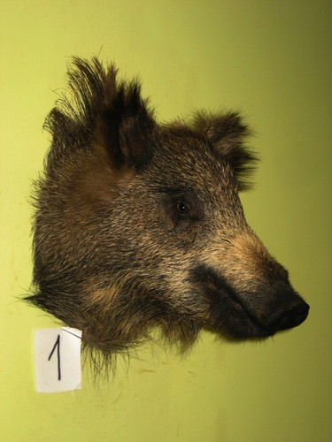 Wild boar head - boar,