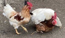 6 +2 FREE x Mixed Breeds