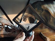 Velociraptor Dinosaur Fossil