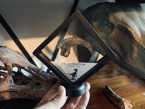 Velociraptor dinosaur fossil - velociraptor,