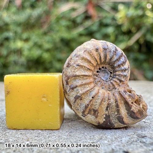 Mortoniceras cantabrigense
