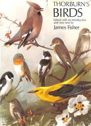 Thorburn birds james - thorburn's,