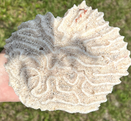 One large natural - one,