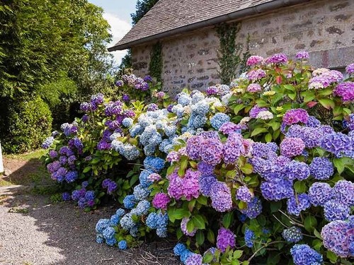 Hydrangea flower mix color - flower,