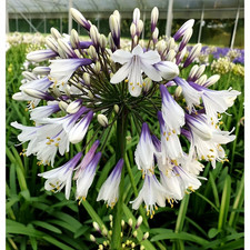 Agapanthus 'Fireworks' -