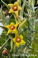 Orbea gemugofana, no Huernia