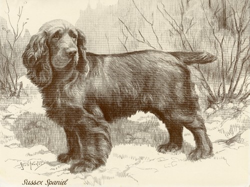 Sussex spaniel vintage 1934 - sussex,