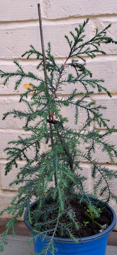 Himalayan cypress sapling - cypress,