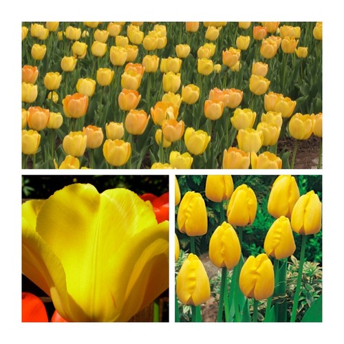 Golden apeldoorn tulips flower - apeldoorn,