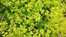 Alchemilla mollis. The Lady's