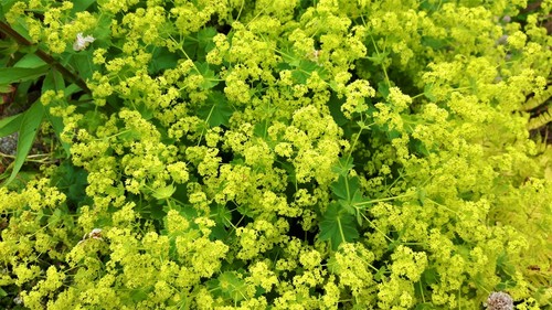 Alchemilla mollis the lady s - mollis.,