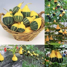 Ornamental Gourd - Pear