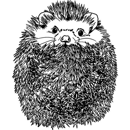Curled hedgehog unmounted - 'curled, up