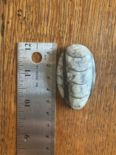 Stunning polished orthoceras - polished,