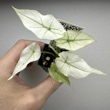 Alocasia Simpo Full Mint