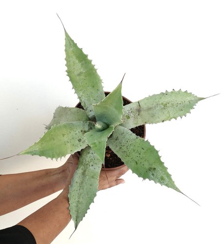 Agave cerulata eborispina - x,