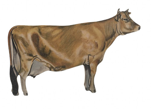 Jersey cow plaque - jersey,