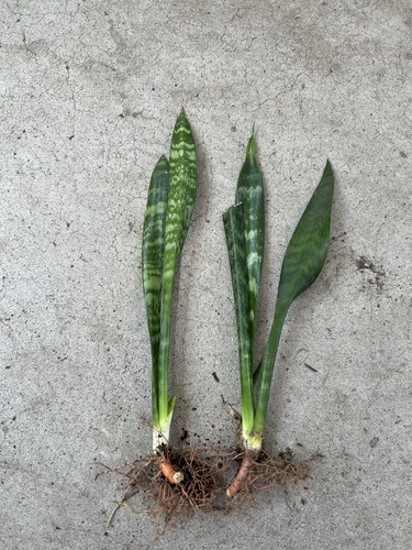 2pcs snake plant - 2pcs, 10”
