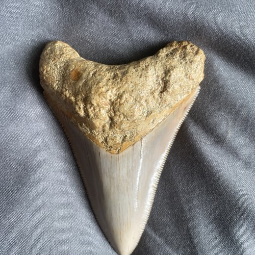 Megalodon tooth fossil java - tooth,