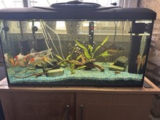 120L aquarium with fish