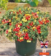 TOMATO 25 SEEDS BALCONY PINK BASKET DWARF