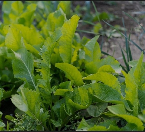 Horseradish organic two - horseradish,, organic,
