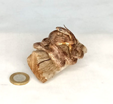 Taxidermy Small Corn Snake