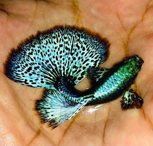 Pair live aquarium - ,