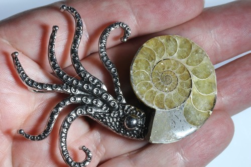 Real ammonite brooch - real,