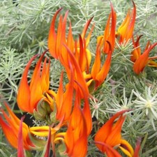 Lotus plug plants parrot - lotus,