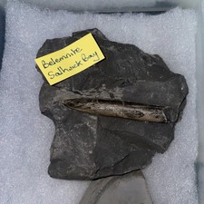 belemnite rostrum Fossil