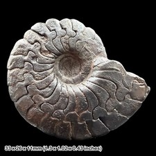 Gonioclymenia Goniatite Fossil