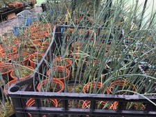 Allium drumstick plants 7 x