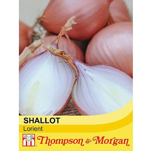 Thompson morgan shallot - morgan,