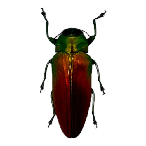Red green metallic jewel - red,